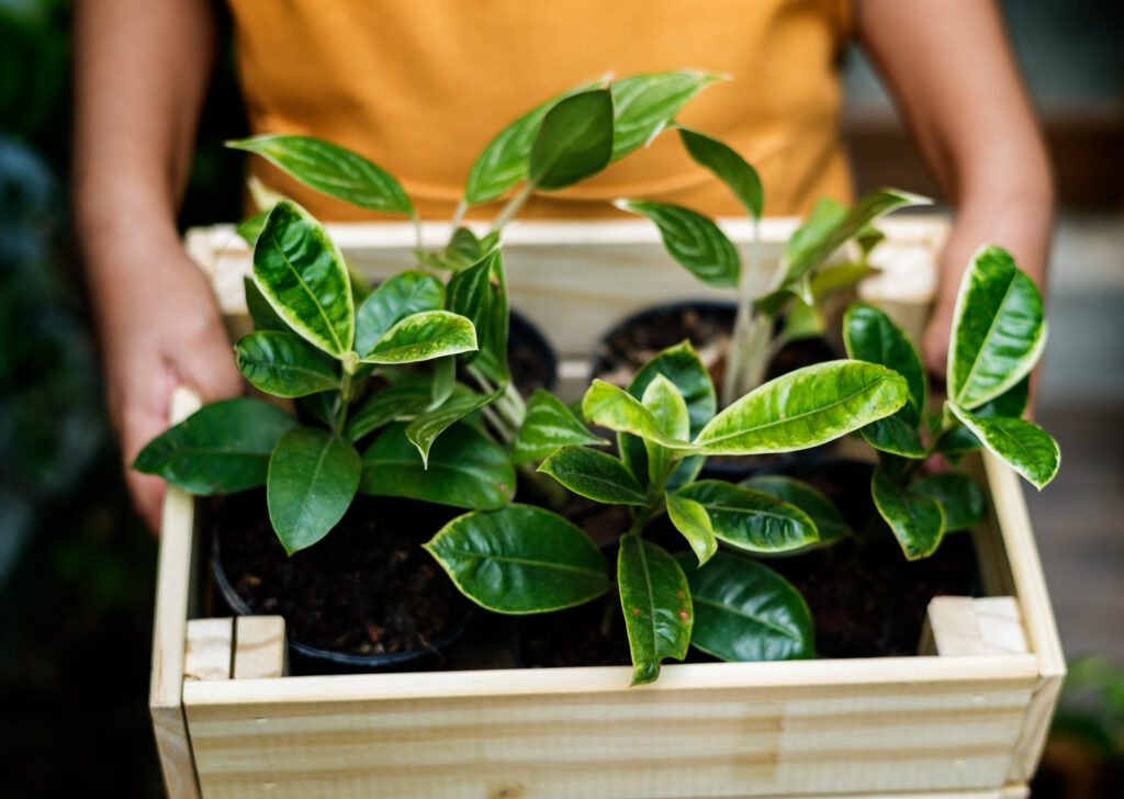 How to Grow a Lemon Tree in a Pot