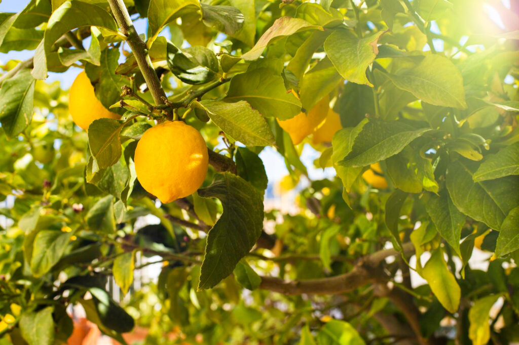 How to Care for a Lemon Tree: 6 Essential Tips