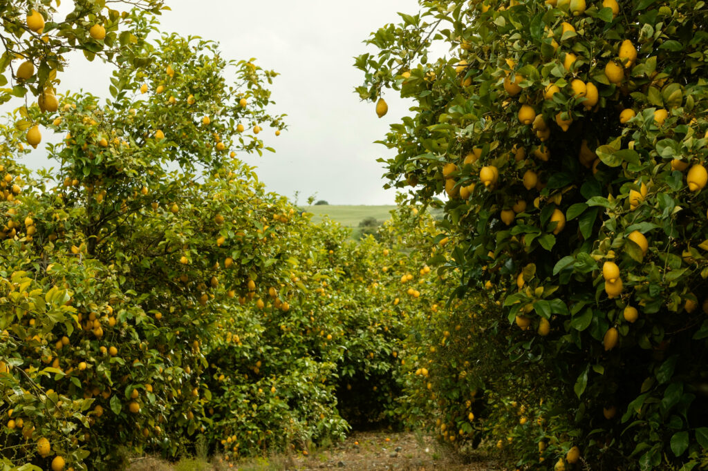 How to Grow a Lemon Tree