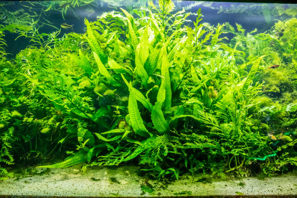 Aquatic Plant ID